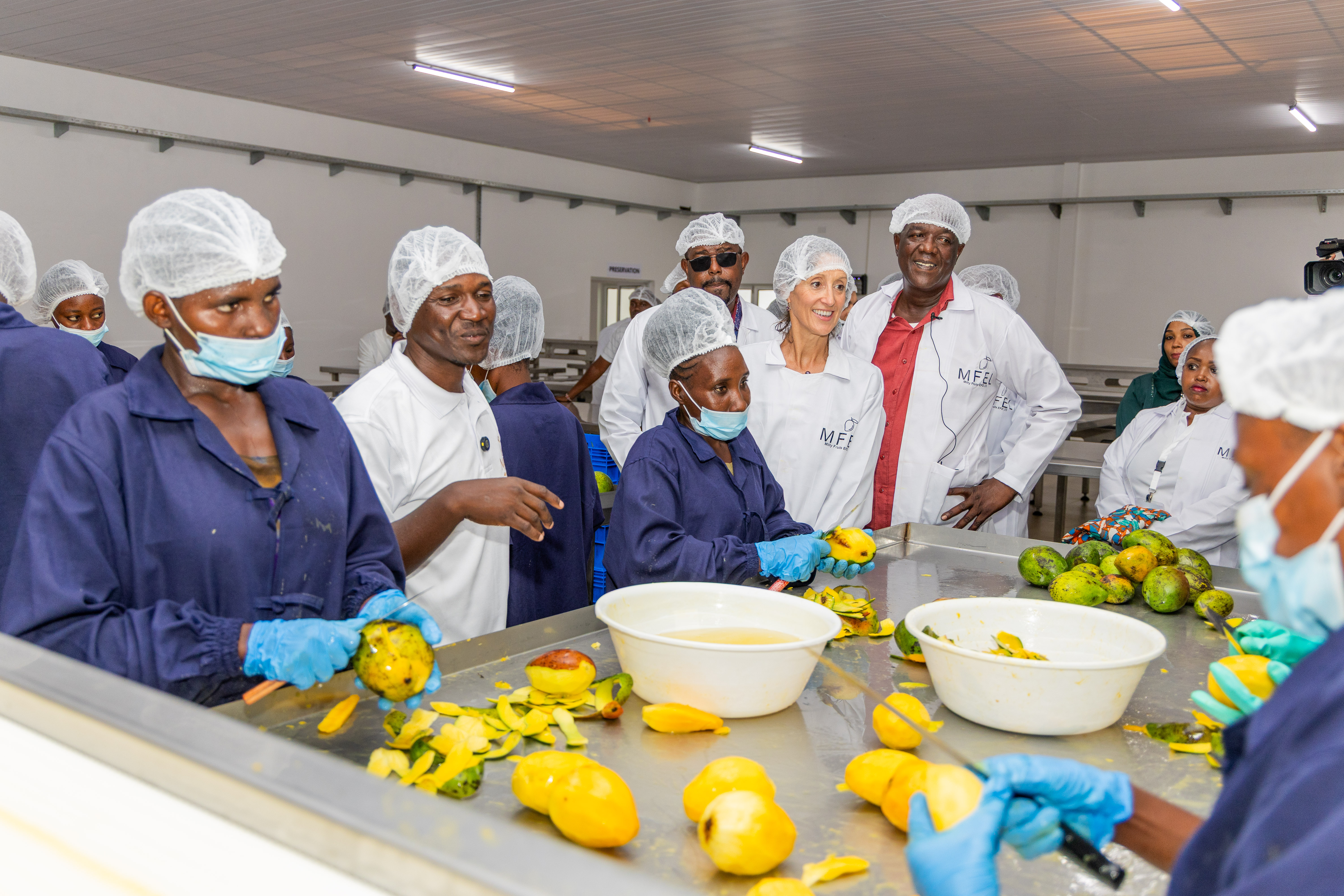 Workers in blue overalls cut mangoes at a long table while visitors in white coats look on