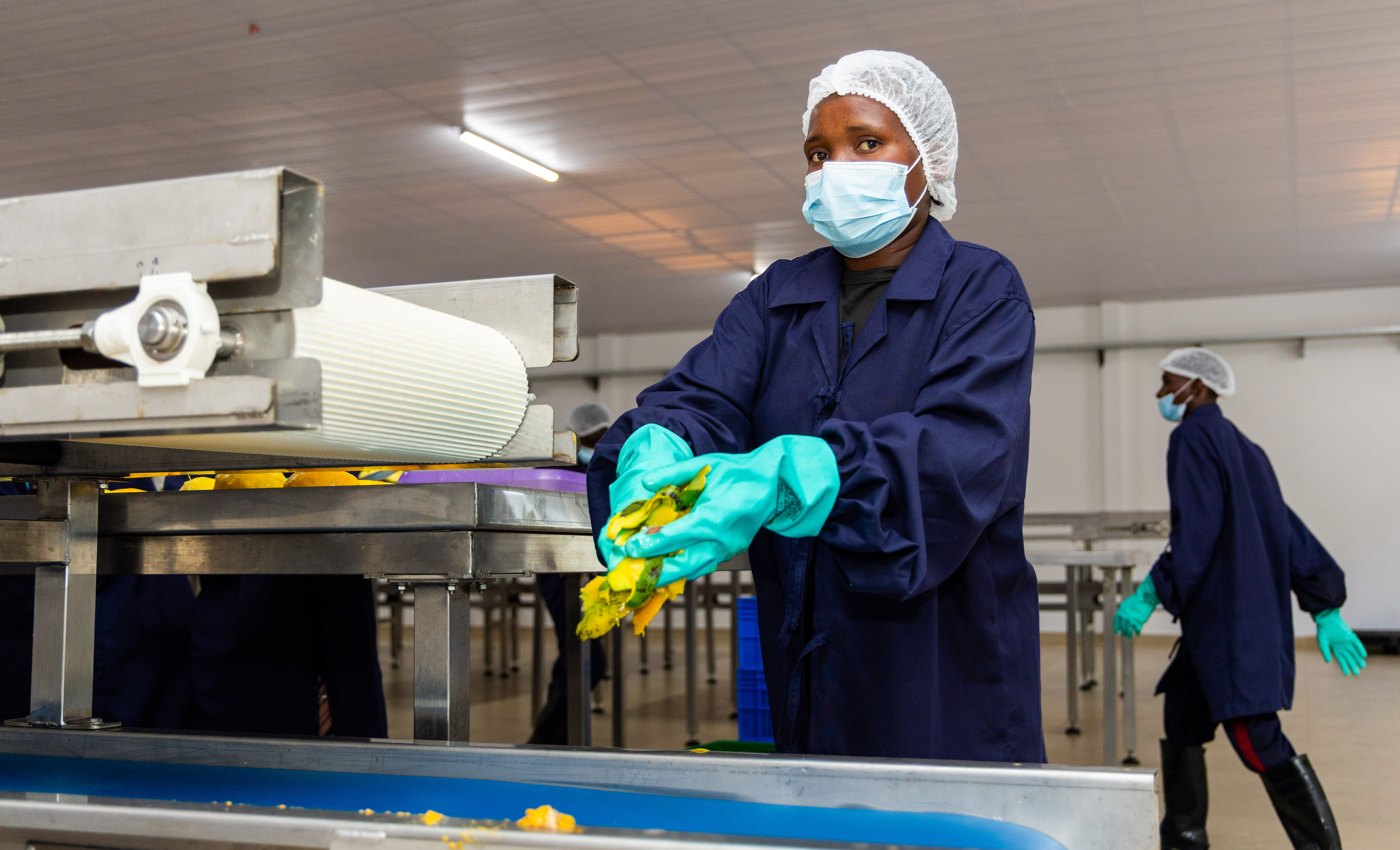 A masked worker in gloves handles mango slices beside a conveyor