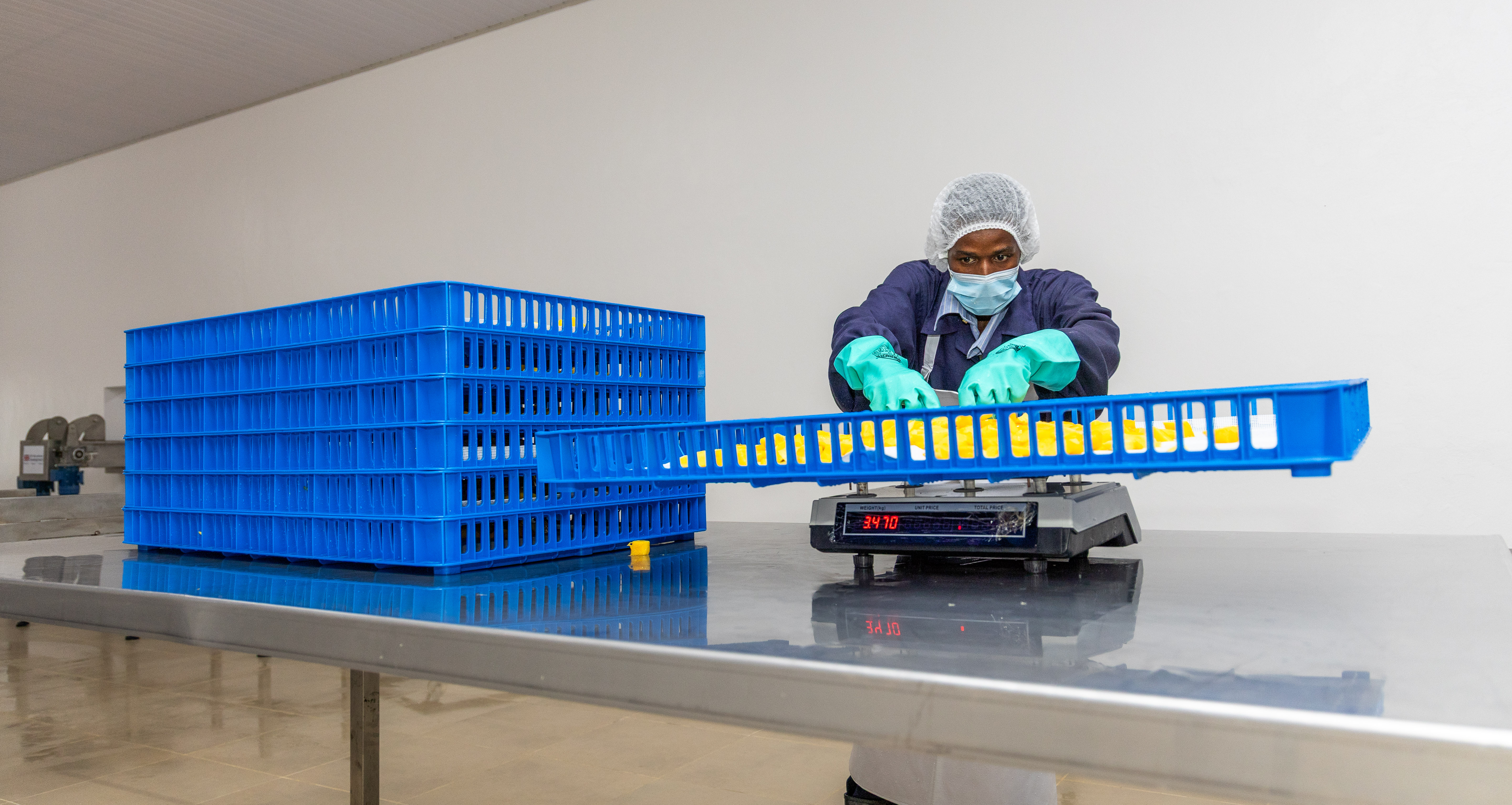 A worker sets a tray of fruit on a digital scale beside stacked blue crates