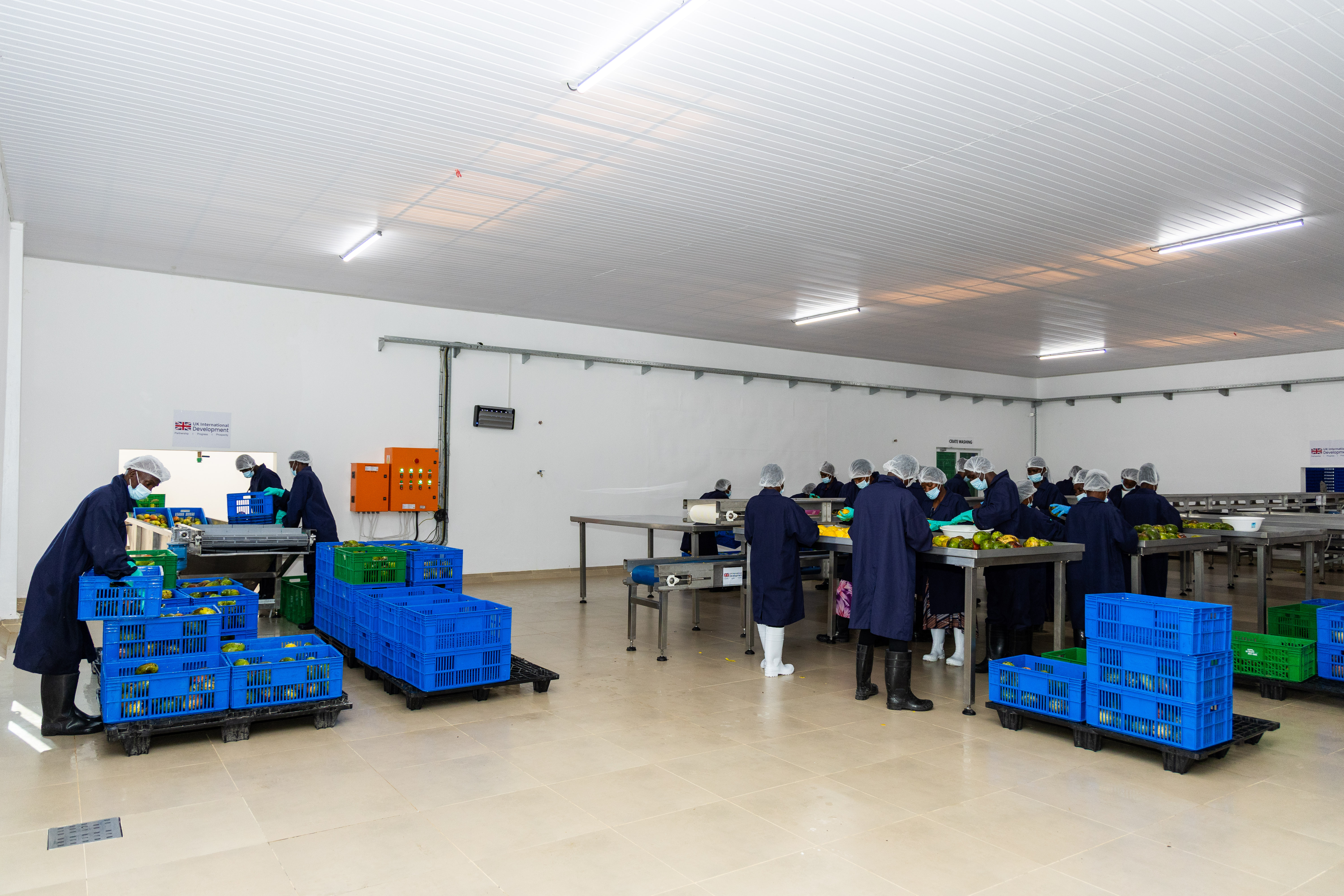 A wide view of a clean white processing hall with workers and blue crates