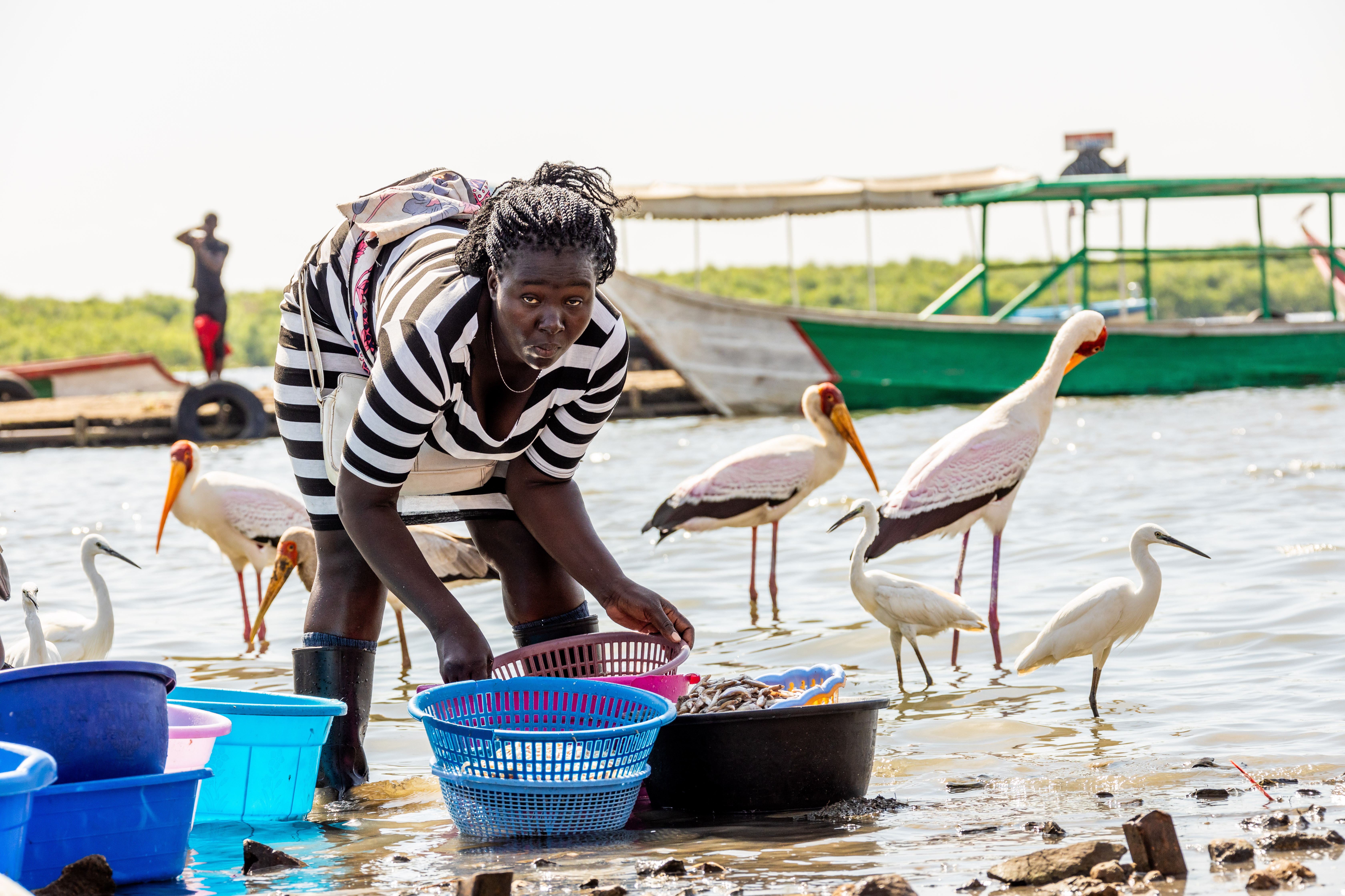 A woman sorts fish into baskets at the lake shore as storks and egrets wade around her