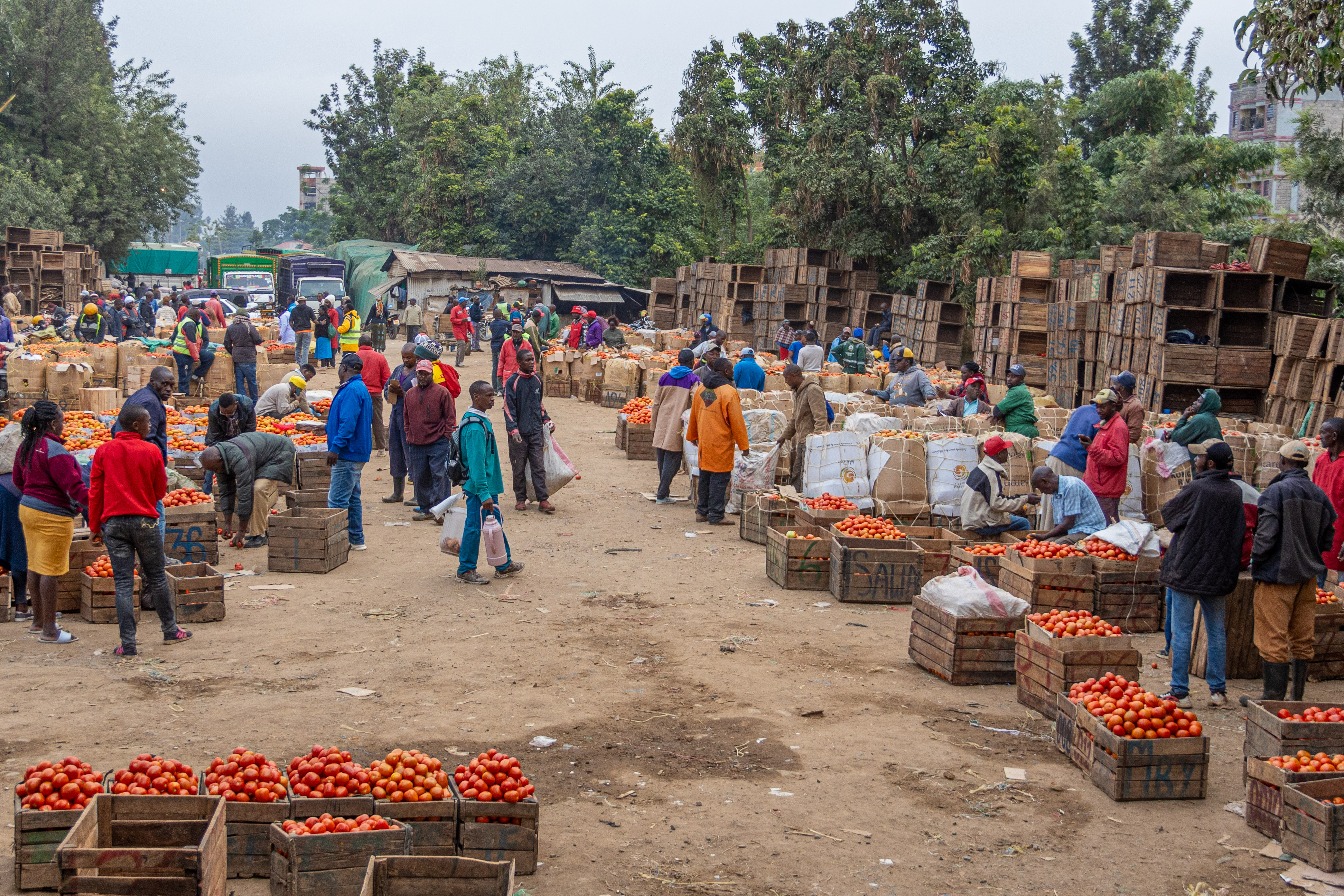 A wide view of an open-air produce market lined with crates of tomatoes