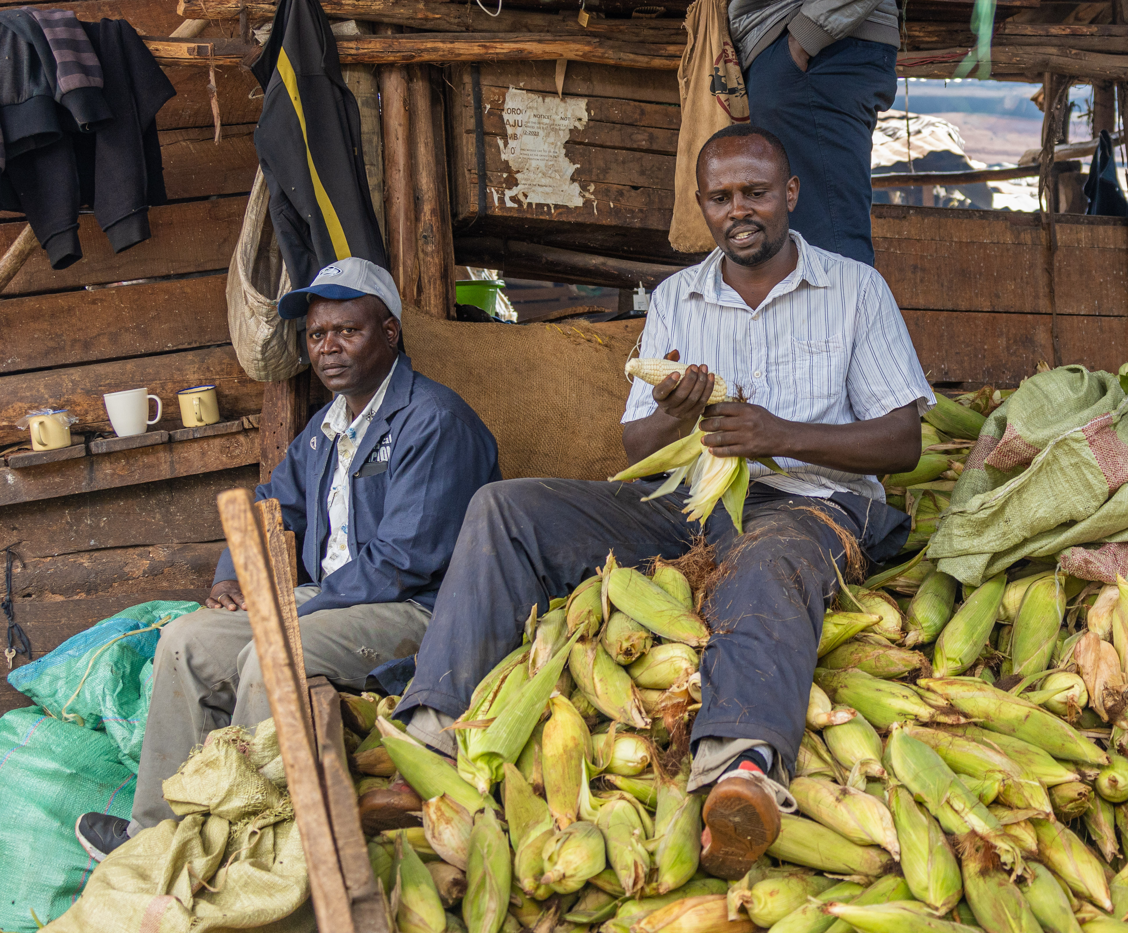 Two men sit in a wooden stall surrounded by a pile of fresh maize cobs
